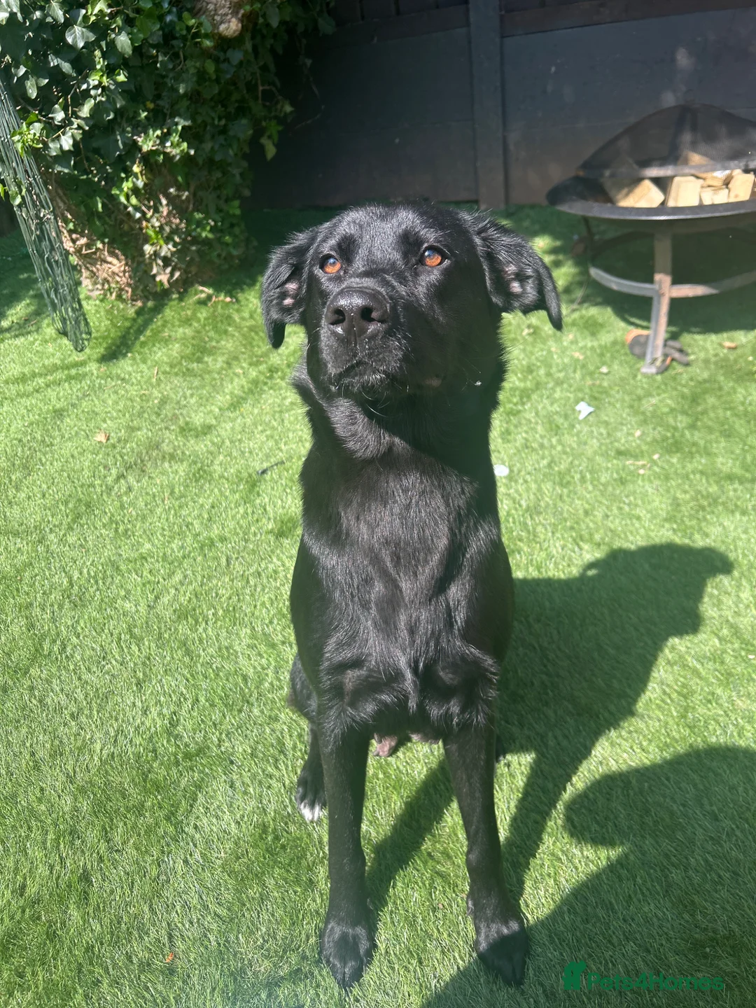 Sheprador dogs for sale: Labrador x German shepherd pups  - Advert 1