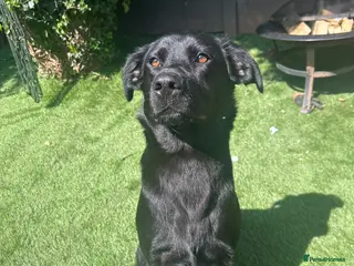 Sheprador dogs Labrador x German shepherd pups - Advert 4