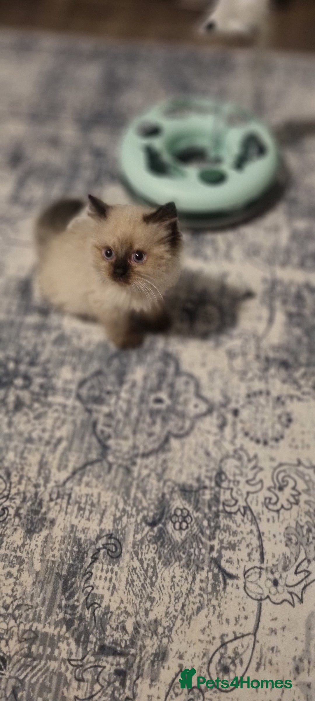 Ragdoll cats for sale: Pure Ragdoll kittens READY TO LEAVE NOW  in Worcester - Image 2