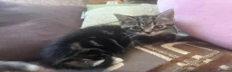 Mixed Breed cats for sale: Two kittens avaliable  - Advert 3