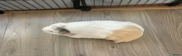 Guinea Pig rodents for sale: 2 Female Guinea pig sisters - Advert 7