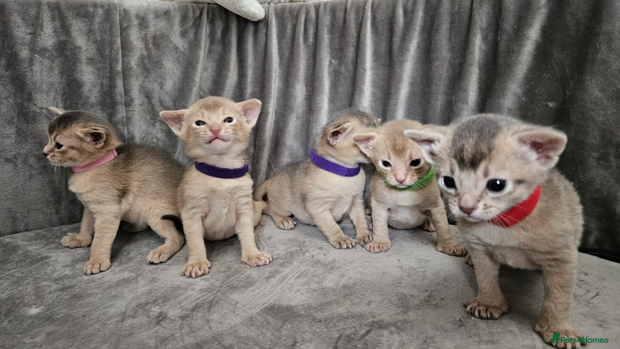 Abyssinian cats Abyssinian  - Advert 4