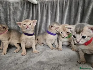 Abyssinian cats Abyssinian - Advert 4