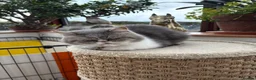 Exotic cats for sale: 2 Exotic kittens both fluffy male and female  - Advert 26
