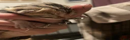 Bengal cats for sale: Stunning racing striped Bengal kittens! in Cheddar - Advert 6