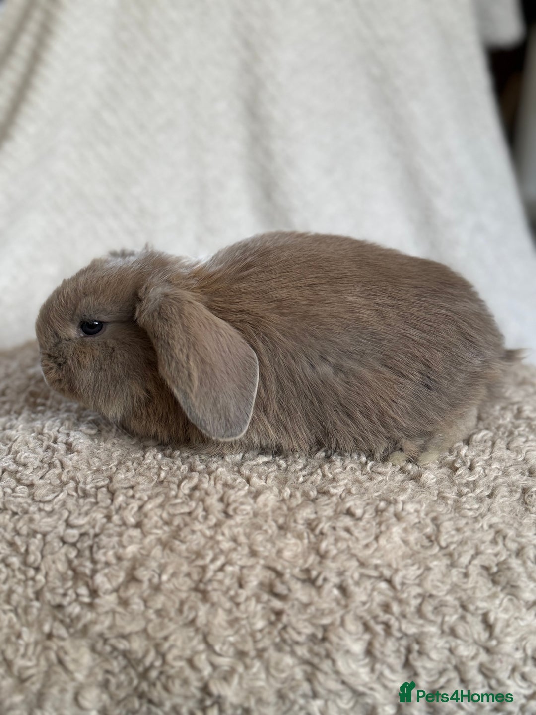 French Lop rabbits for sale: ❤️ Hand Raised French Lop Babies - Advert 2