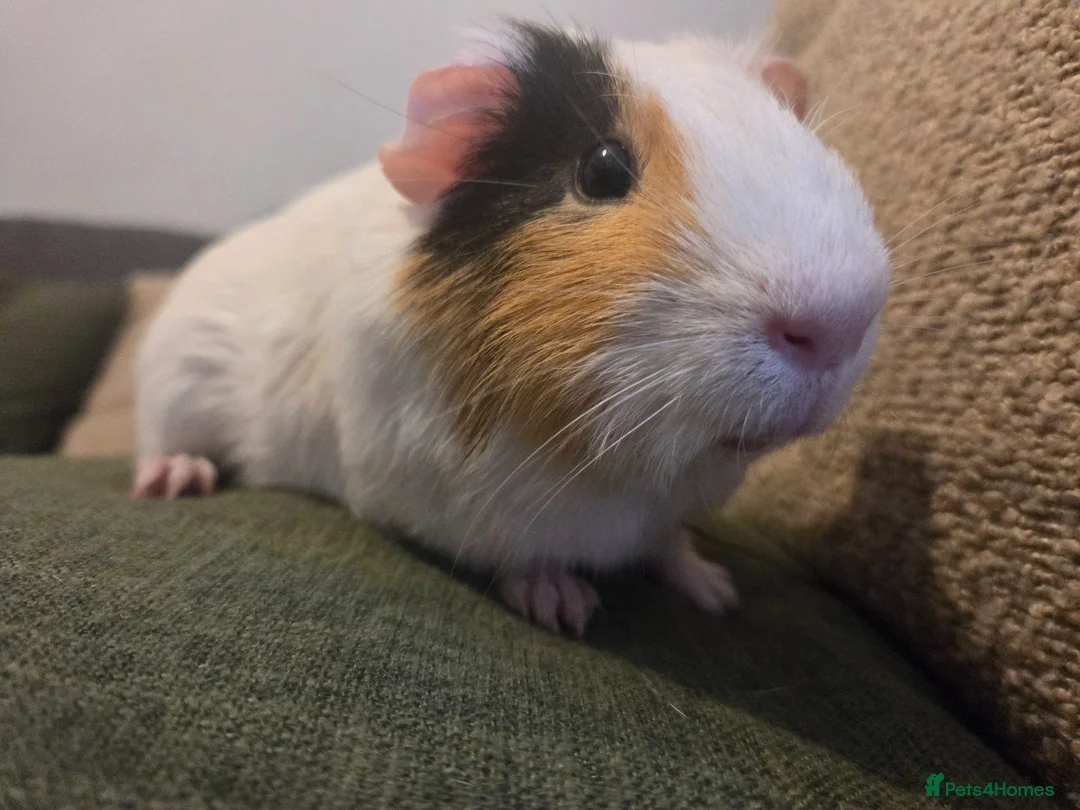 Guinea Pig rodents for sale: Sweet white and tan Guinea Pig - Advert 2