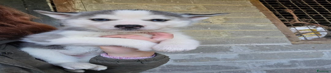 Siberian Husky Puppy 6