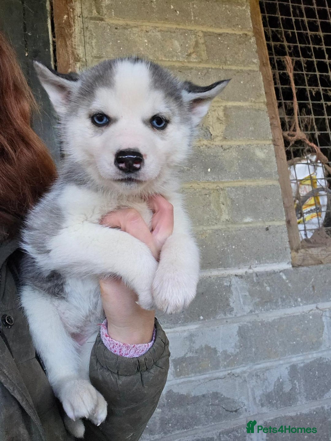 Siberian Husky dogs for sale: 🐾 Stunning RARE Colour Husky Puppies–Available 🐾 - Advert 6