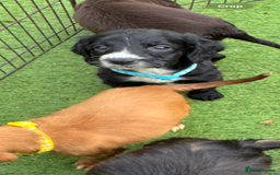 Cockapoo dogs for sale: 12 stunning cockapoo puppies ready now - Image 9