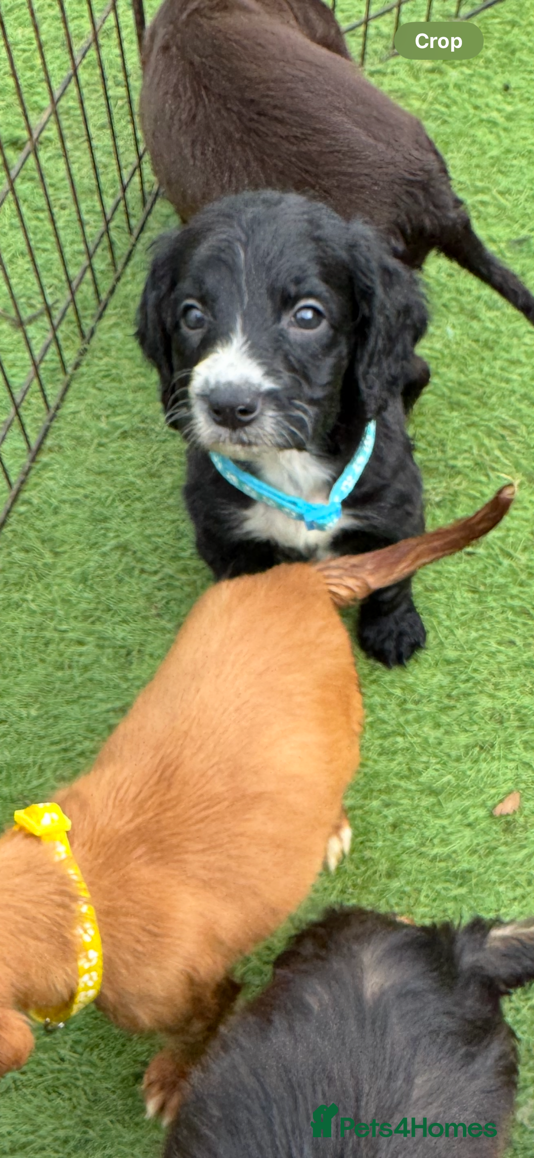 Cockapoo dogs for sale: 12 stunning cockapoo puppies ready now - Image 9