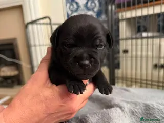 Staffordshire Bull Terrier dogs Stunning Litter 🖤💙 CH Bill & Nova - Advert 4