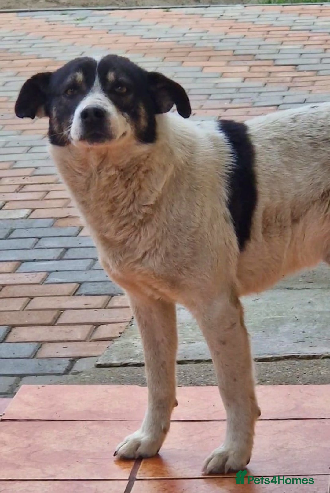 Mixed Breed dogs for adoption: PATROCLE – a Lovely boy for a Loving Home - Image 9
