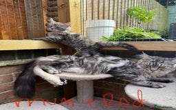Maine Coon cats for sale: Maine Coon Kittens **READY TO LEAVE** - Image 30