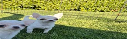 Chihuahua dogs for sale: Tiny KC registered smooth puppies - Advert 9