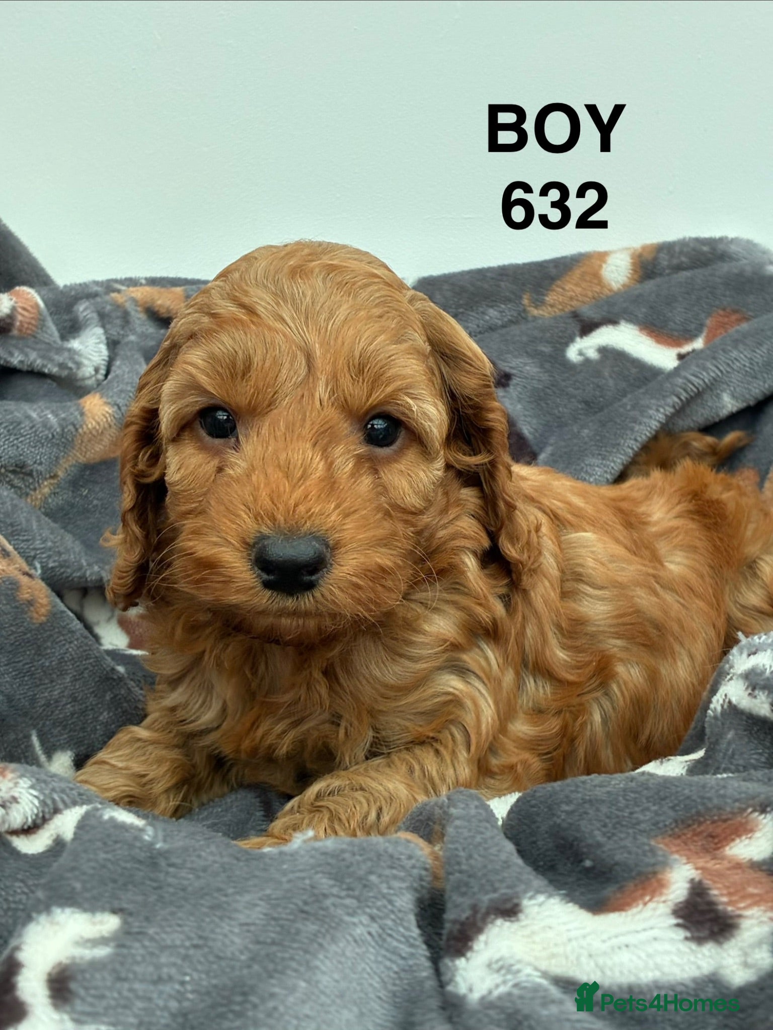 Cockapoo dogs F1b Cockapoo Puppies Available  - Advert 2