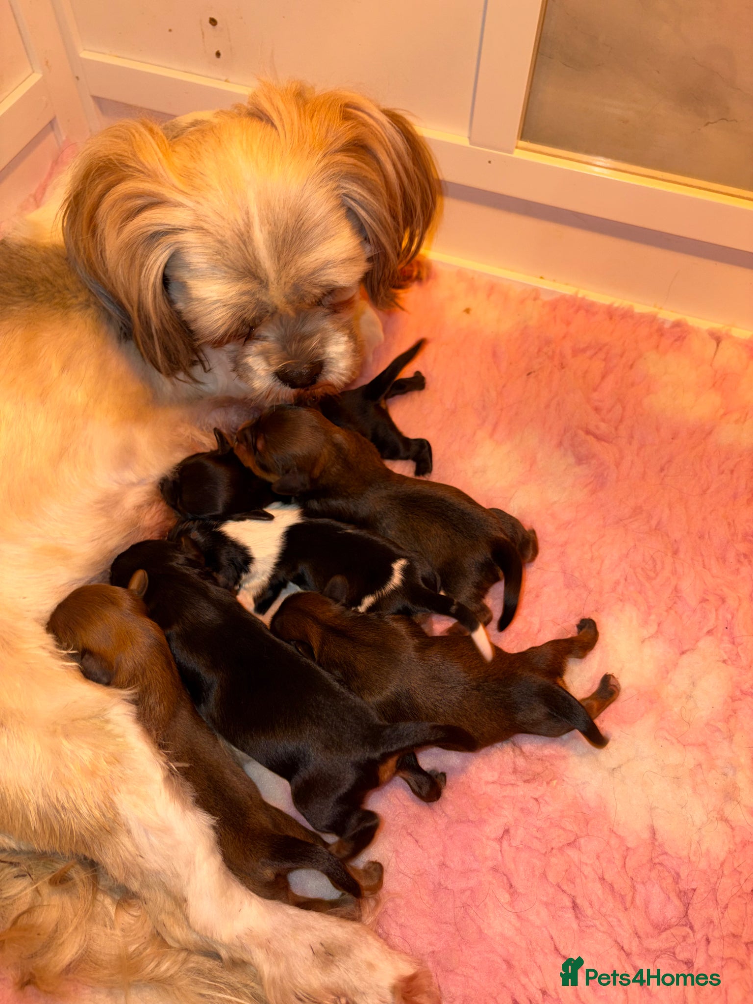 Mixed Breed dogs F1 Lhasaliers ✨ - Advert 1