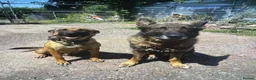 Mixed Breed dogs for sale: Belgian Malinois × German Shepherd Puppies 4 in Radstock - Advert 4