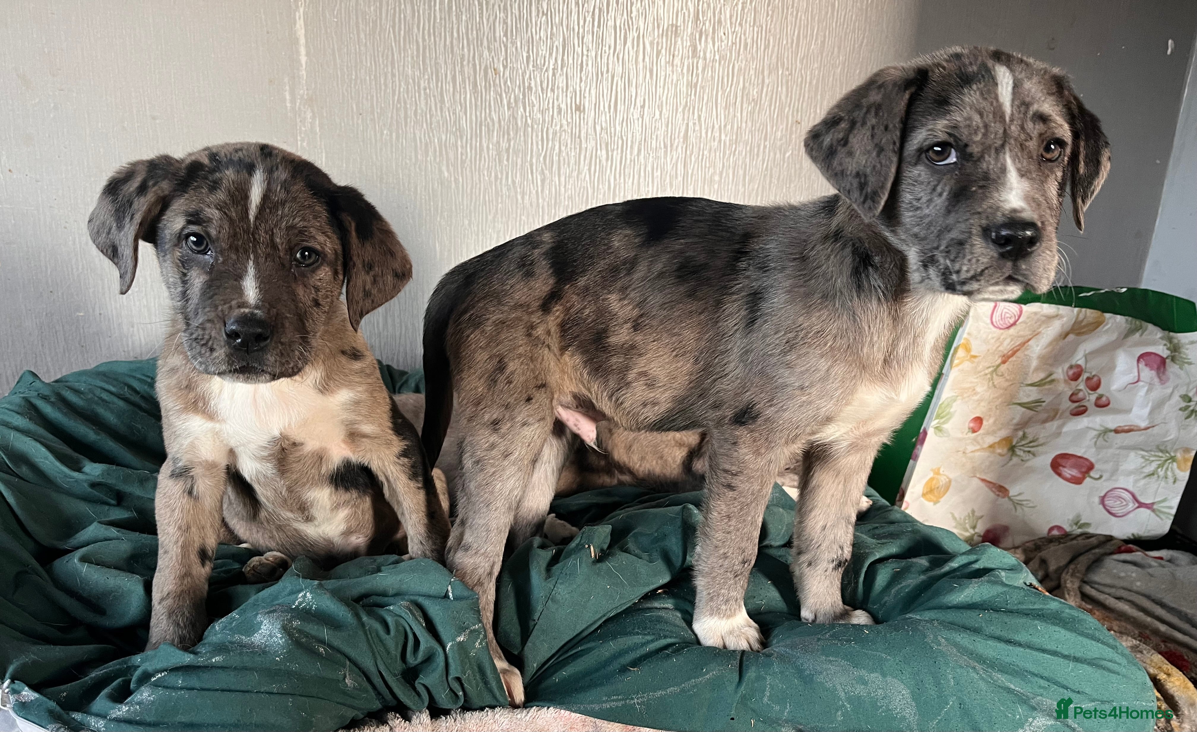 Mixed Breed dogs Beautiful rare Merle puppies 3boys 1girl - Advert 4