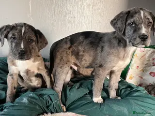 Mixed Breed dogs Beautiful rare Merle puppies 3boys 1girl - Advert 2