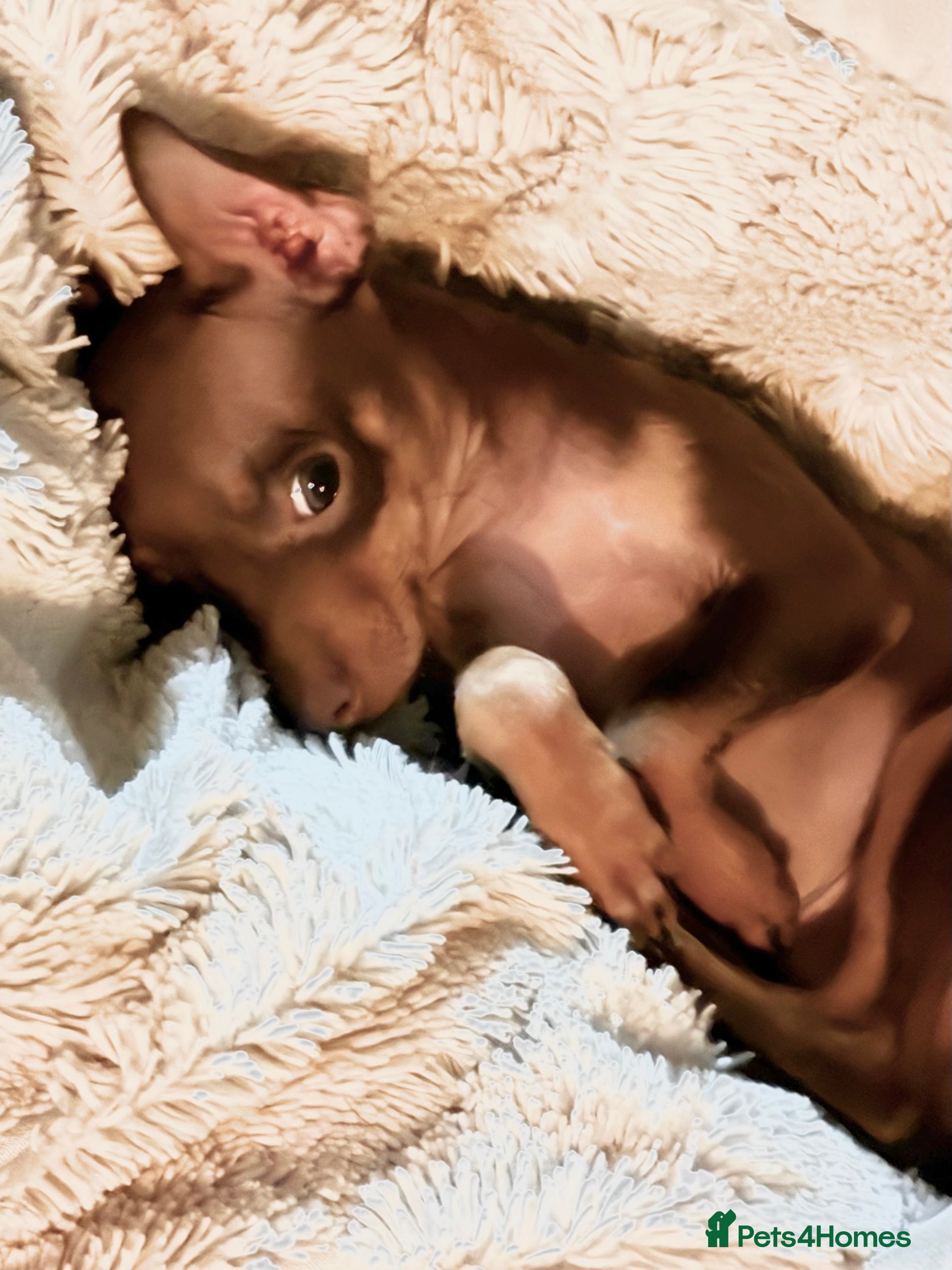 Russian Toy Terrier dogs Best of litter - KC registered  - Advert 4