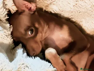 Russian Toy Terrier dogs Best of litter - KC registered - Advert 2