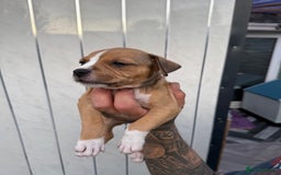 American Bull Staffy dogs for sale: Adorable American Staffordshire Terrier Puppies - Image 1