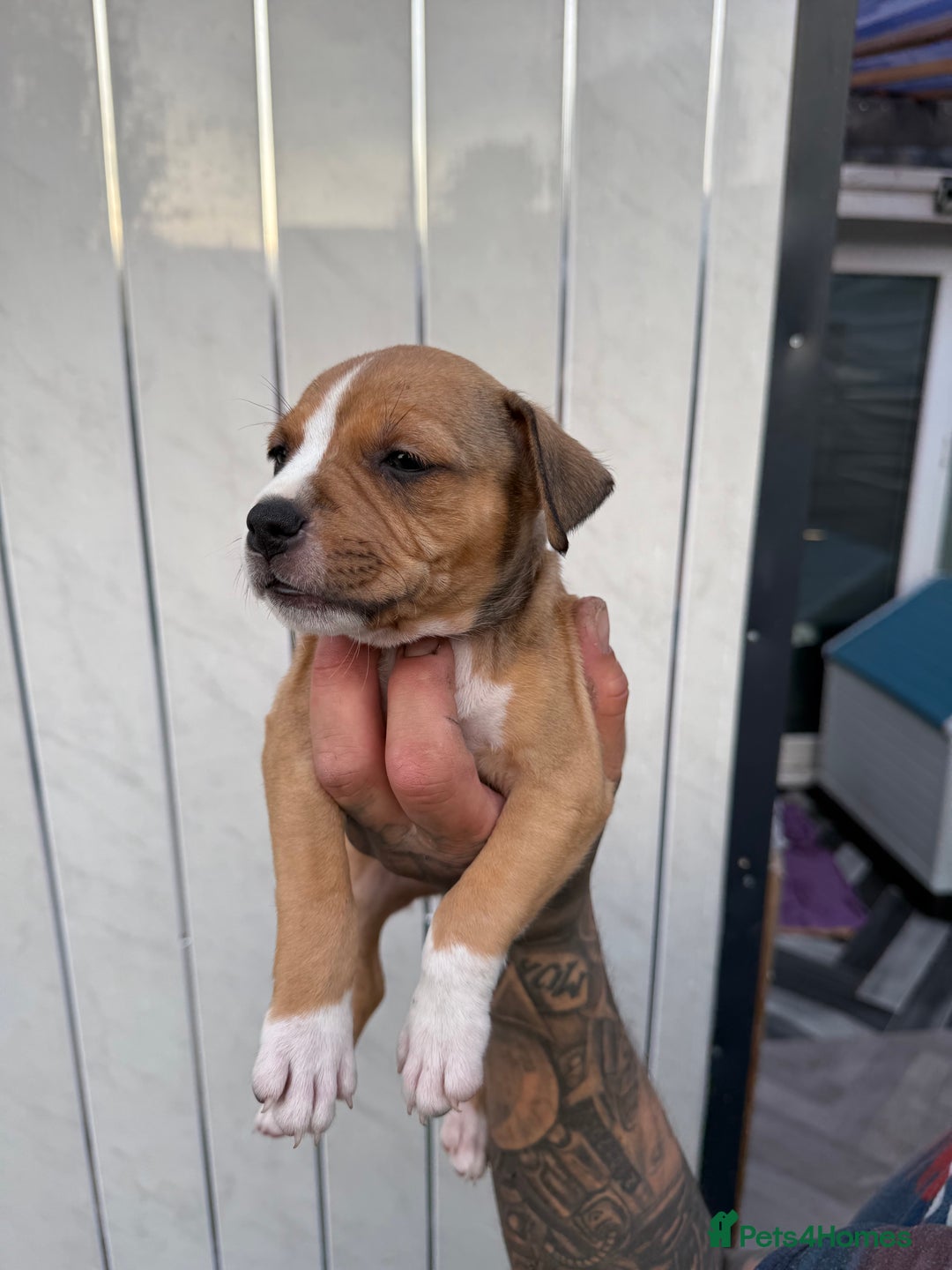American Bull Staffy dogs for sale: Adorable American Staffordshire Terrier Puppies - Image 1