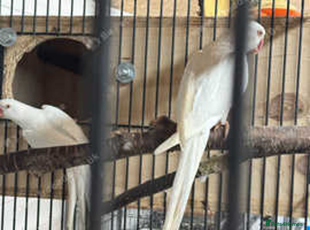 Ringnecks birds for sale: Proven Breeding pairs of ring necks - Image 4