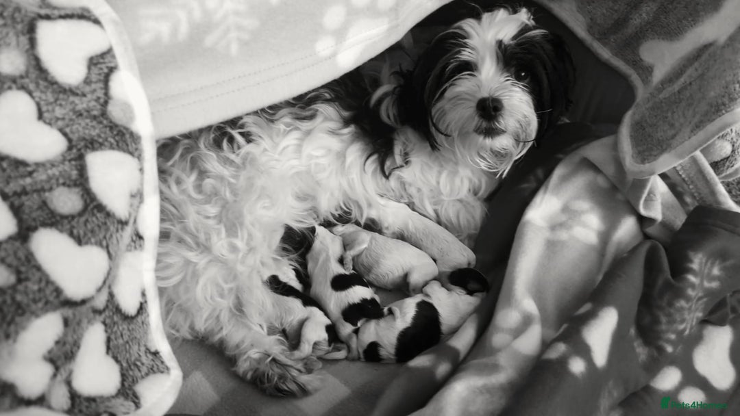 Maltese dogs for sale: 3 boys 1 girl x maltese puppies - Advert 30