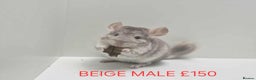 Chinchilla rodents for sale: STUNNING BABIES CHINCHILLA MIX COLOURS AND GENDER  - Advert 2