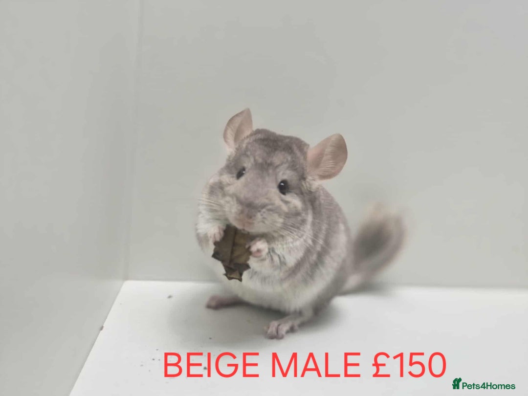Chinchilla rodents for sale: STUNNING BABIES CHINCHILLA MIX COLOURS AND GENDER  - Advert 2