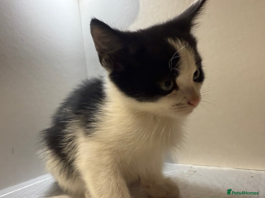 Korat cats for sale: Cute playful kittens ready for their new home 🖤🤍 - Advert 12