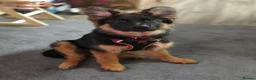 German Shepherd dogs for sale: Gorgeous KC Registered Male German Shepherd - Advert 7