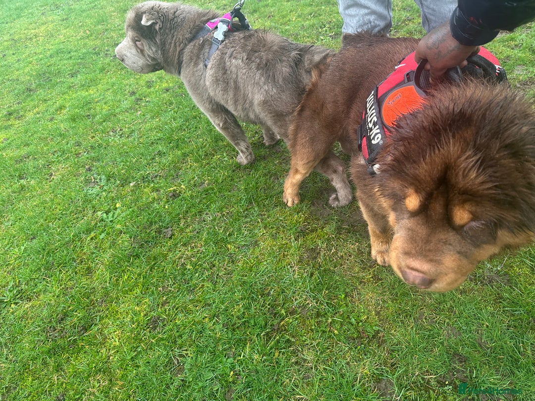 Shar Pei dogs for stud: Choc and tan top quality Sharpei stud  - Advert 11