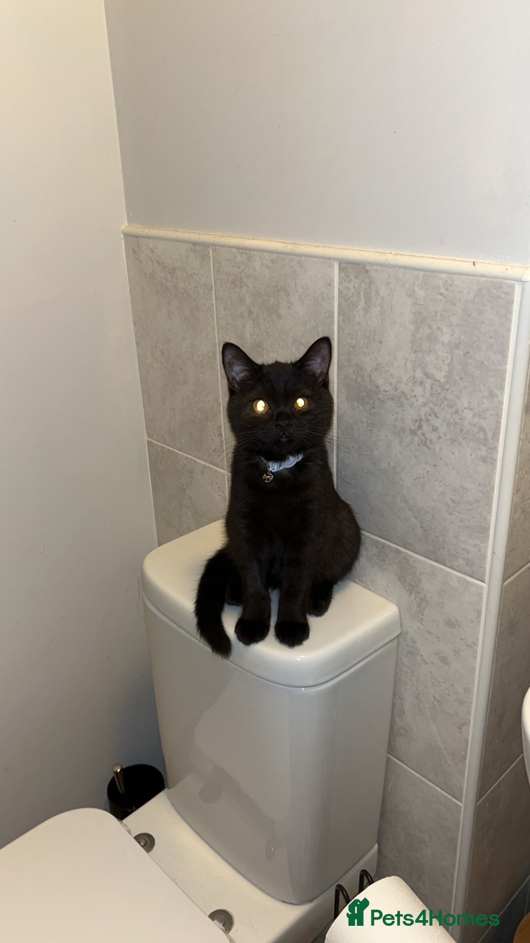 British Shorthair cats for sale: Young Male British Shorthair (Indoor Cat) - Image 11