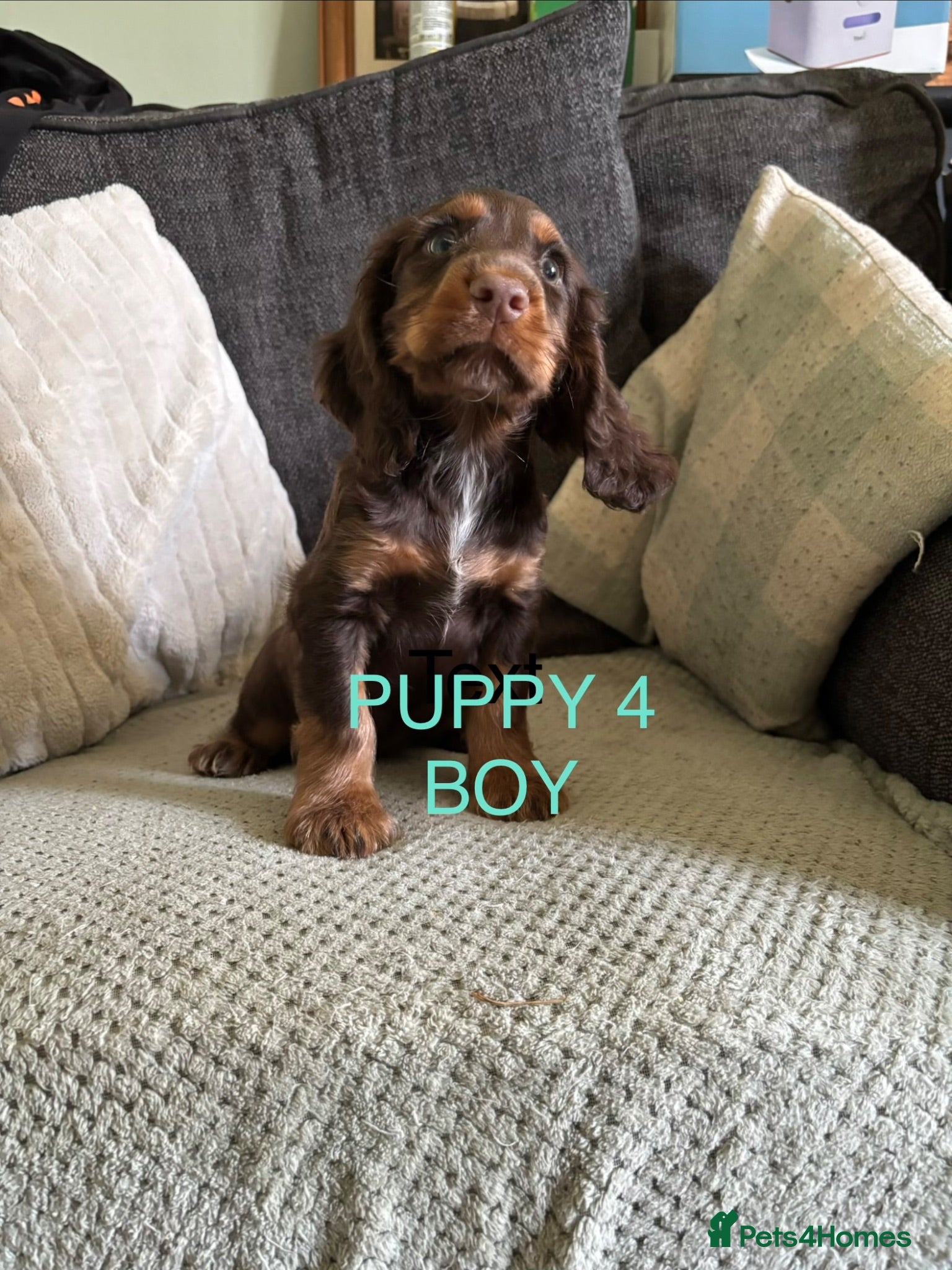 Sprocker dogs Gorgeous Sprocker puppies ready now  - Advert 3