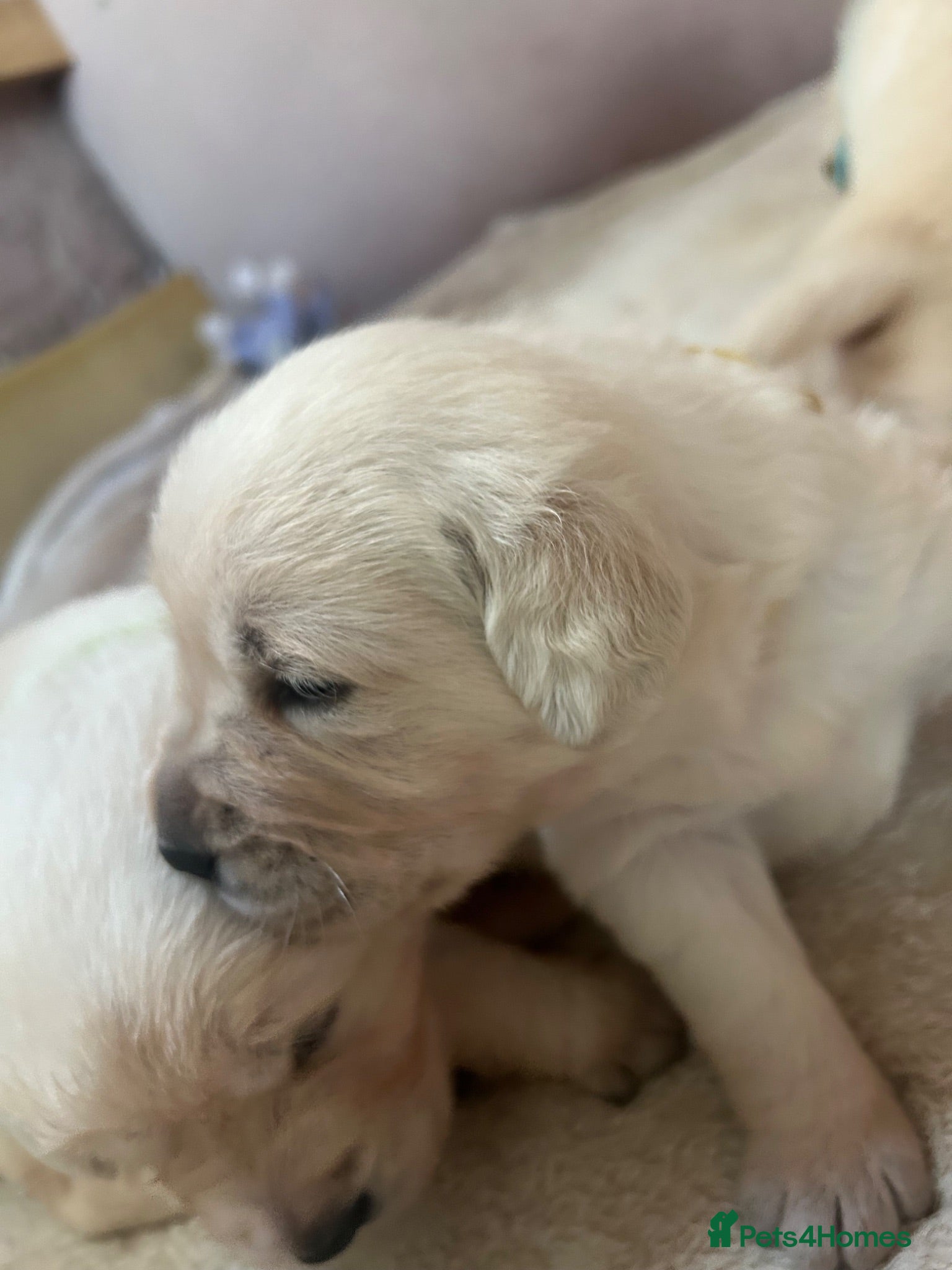 Labrador Retriever dogs Labrador retriverc fci golden retriver champion - Advert 6