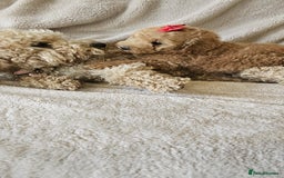 Poochon dogs for sale: Poochon puppies ready now  - Image 6