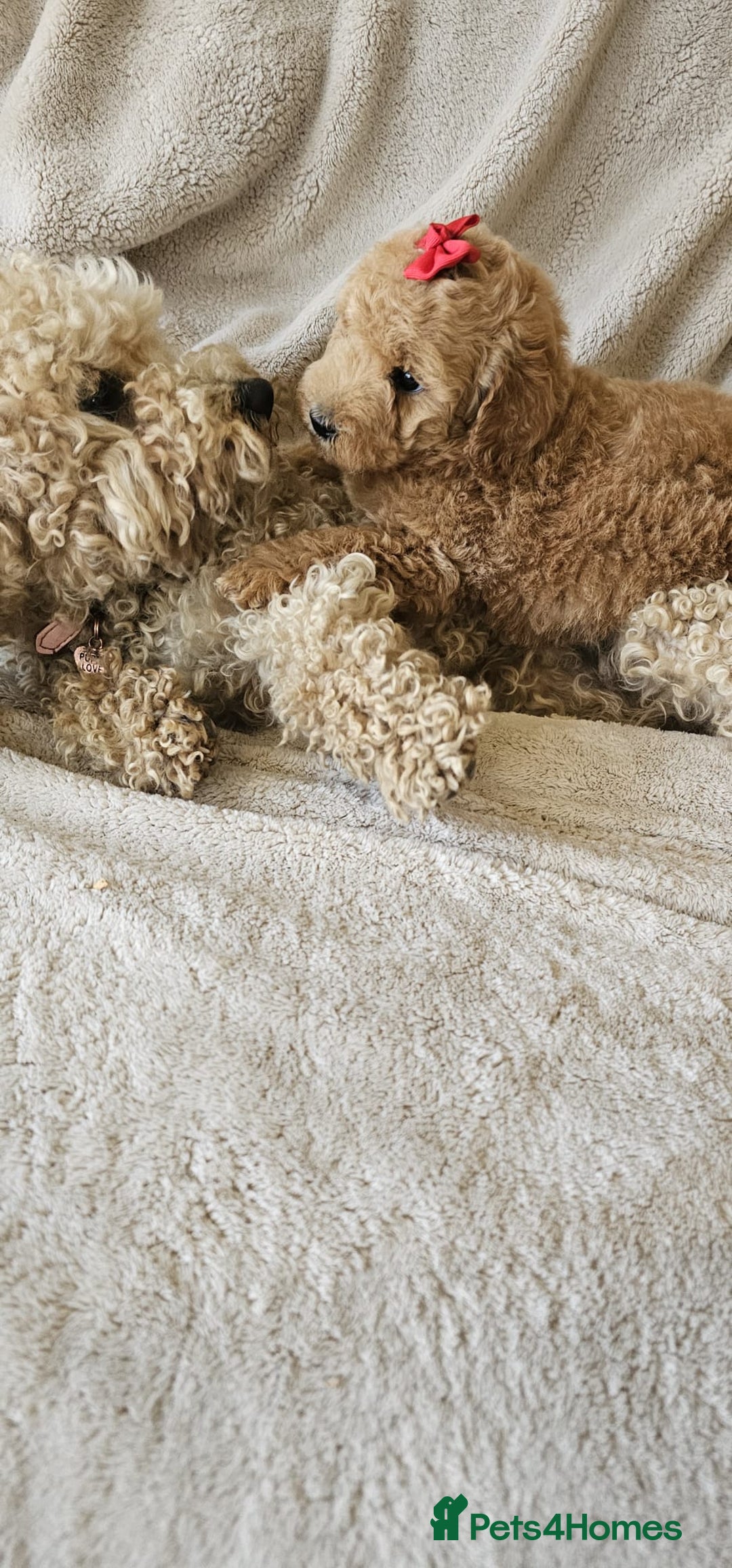 Poochon dogs for sale: Poochon puppies ready now  - Image 6