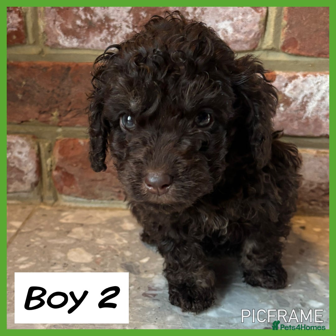 Cockapoo dogs for sale: 💙💗OUTSTANDING F1B COCKAPOOS💗💙 ready 16th jan - Advert 8