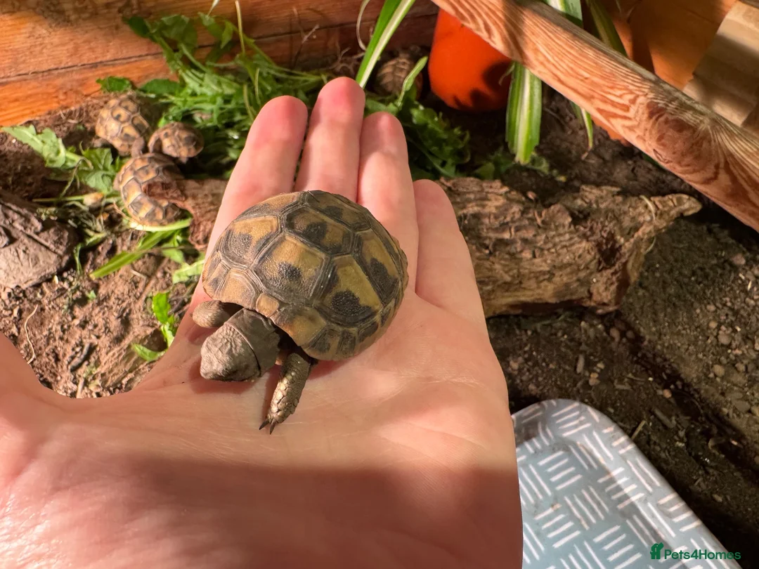 Tortoise reptiles for sale: Baby Hermann Tortoise 2026 Hatchlings - Advert 1
