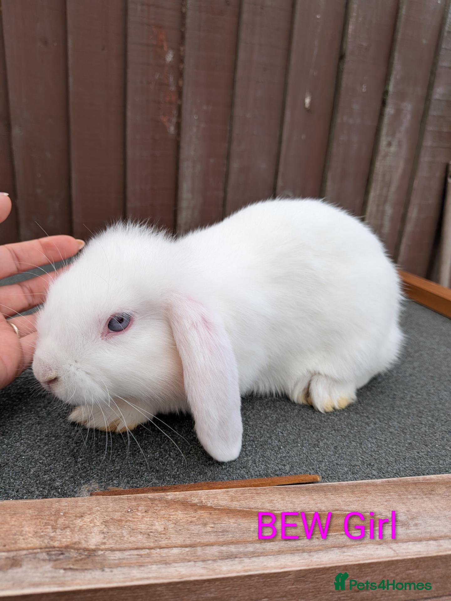 Mini Lop rabbits 1 purebred mini lop doe available to leave  - Advert 1