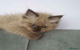 Ragdoll cats for sale: Reduced RARE Brown/mink Green-eyed Ragdoll kittens - Image 10