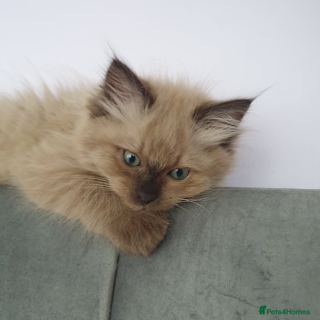 Ragdoll cats for sale: Reduced RARE Brown/mink Green-eyed Ragdoll kittens - Image 10