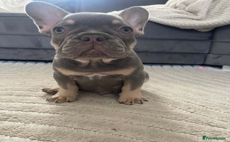 French Bulldog dogs - Advert 1