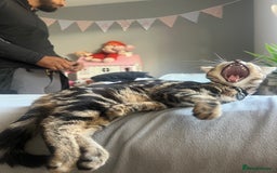 Bengal cats for sale: Female bengal kitten in London - Image 5