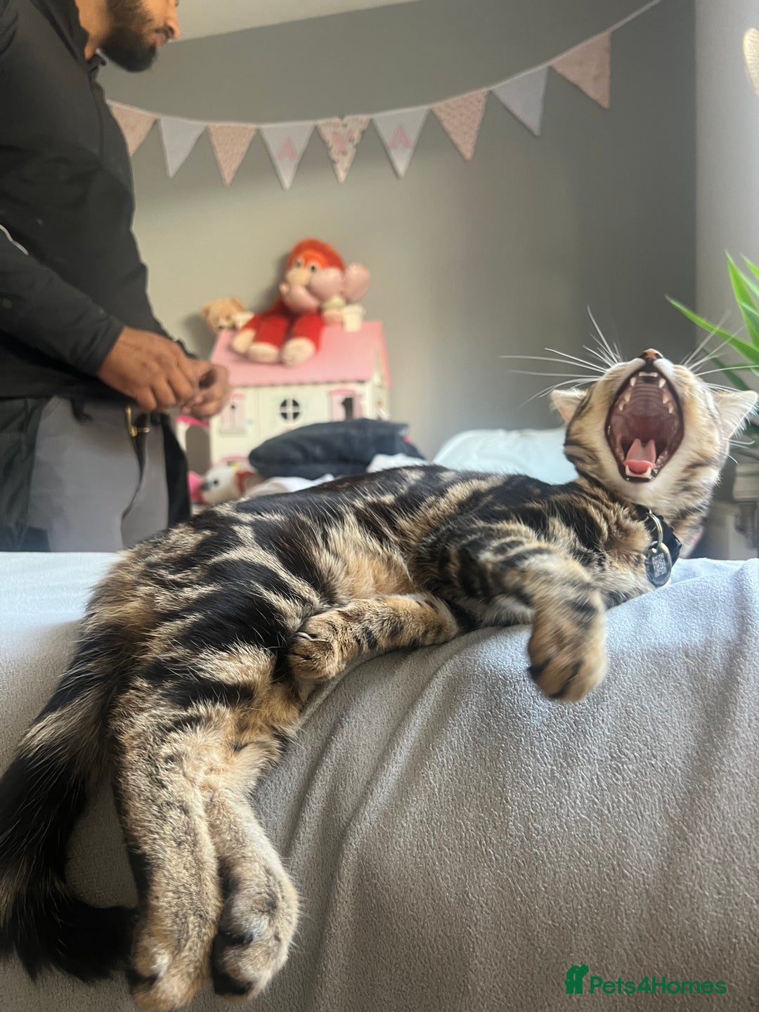 Bengal cats for sale: Female bengal kitten in London - Image 5