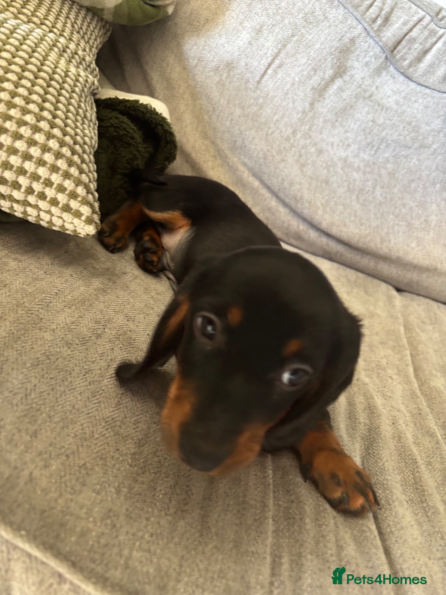 Dachshund dogs 11 week old pup  - Advert 16