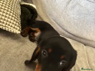 Dachshund dogs 11 week old pup - Advert 5